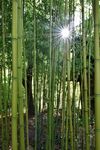 竹子 图片 