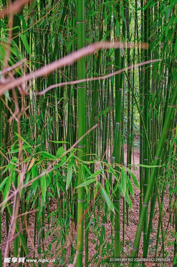 竹子 图片