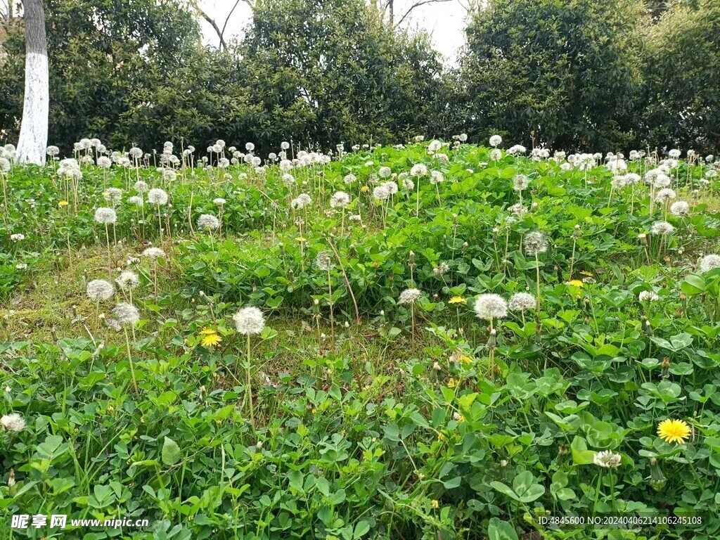 花草