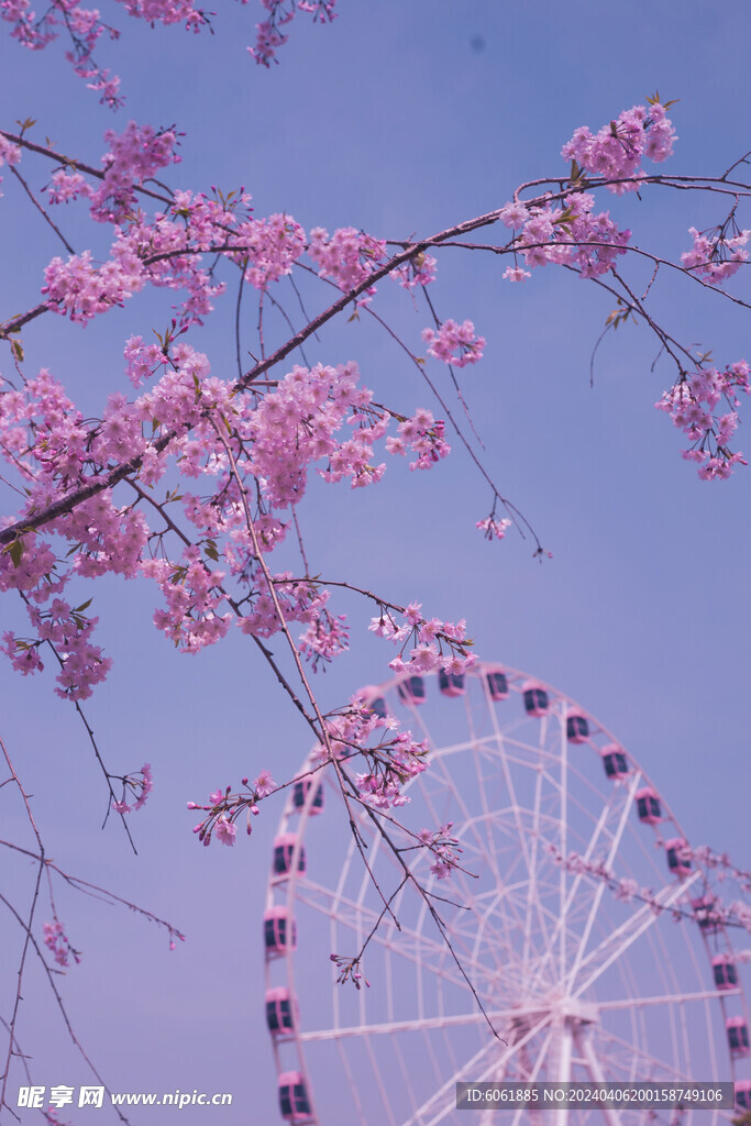 樱花与摩天轮