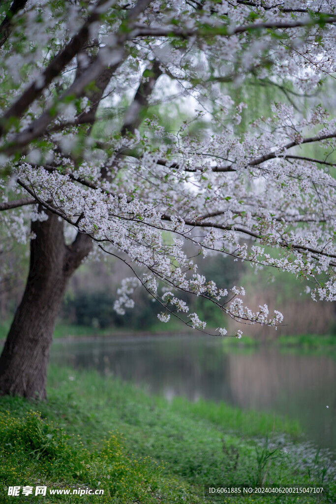 河边的樱花