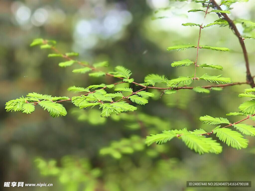 春天绿叶