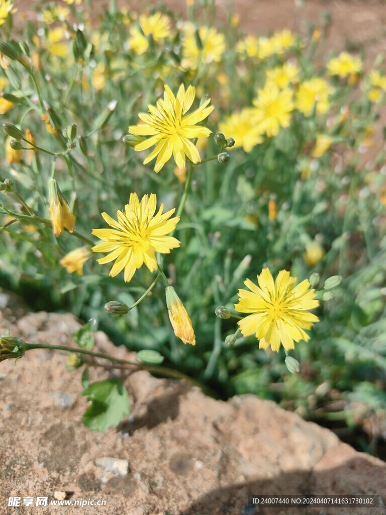 野花