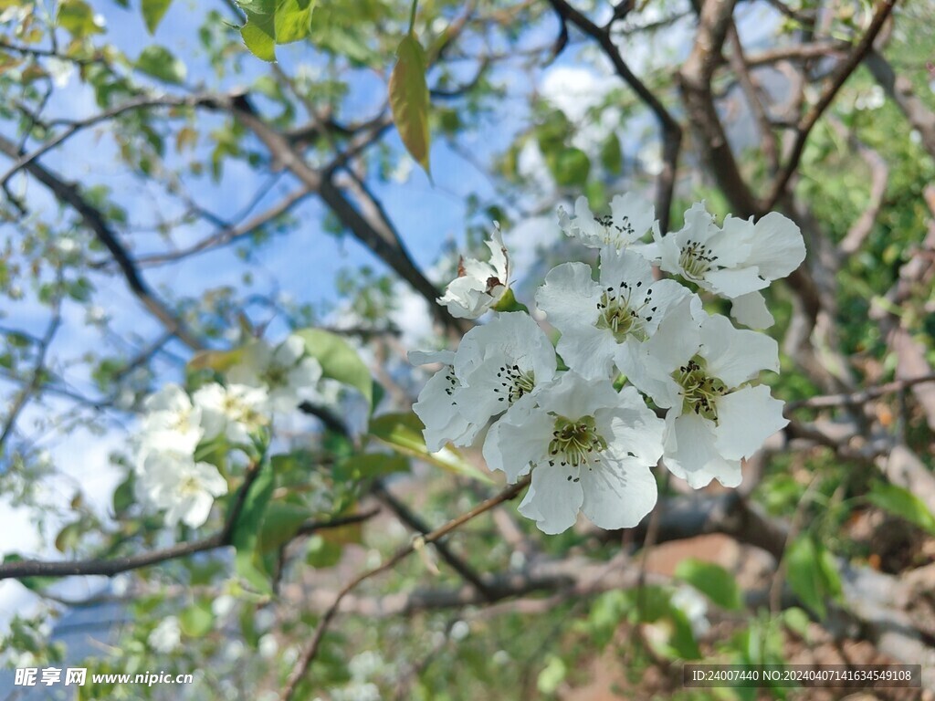 梨花