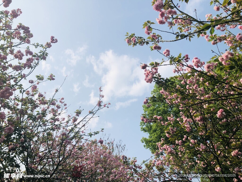 樱花