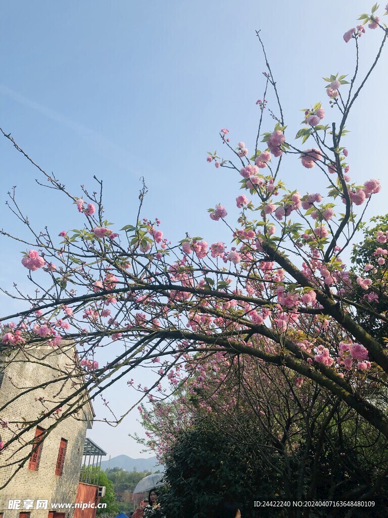 樱花