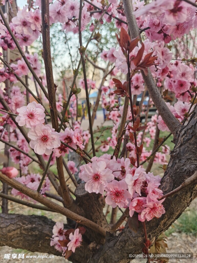 美人梅