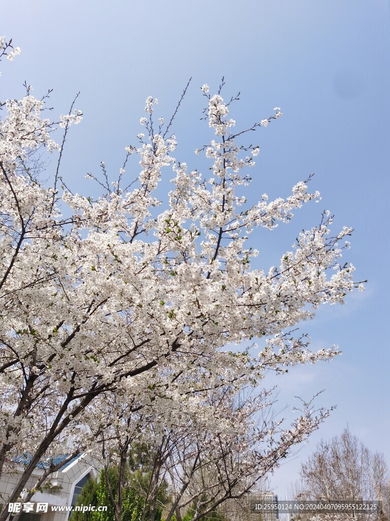 樱花树