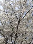 樱花树