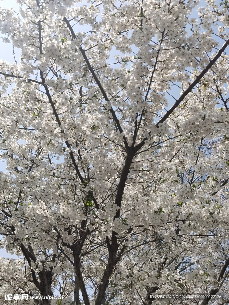 樱花树