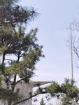 松树 