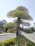 湖北梣