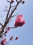 玉兰花