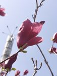 玉兰花