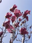 玉兰花