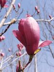 玉兰花