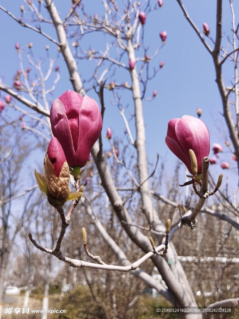 玉兰花