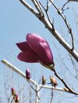 玉兰花