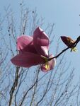 玉兰花