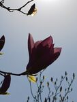 玉兰花