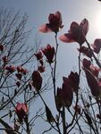 玉兰花