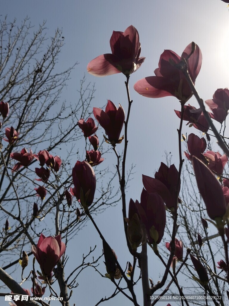 玉兰花