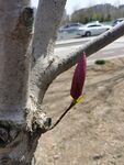 玉兰花
