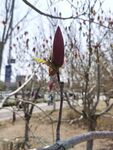 玉兰花