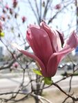 玉兰花