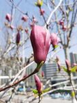 玉兰花