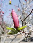 玉兰花