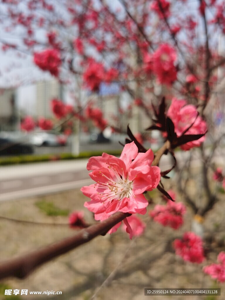 红叶碧桃