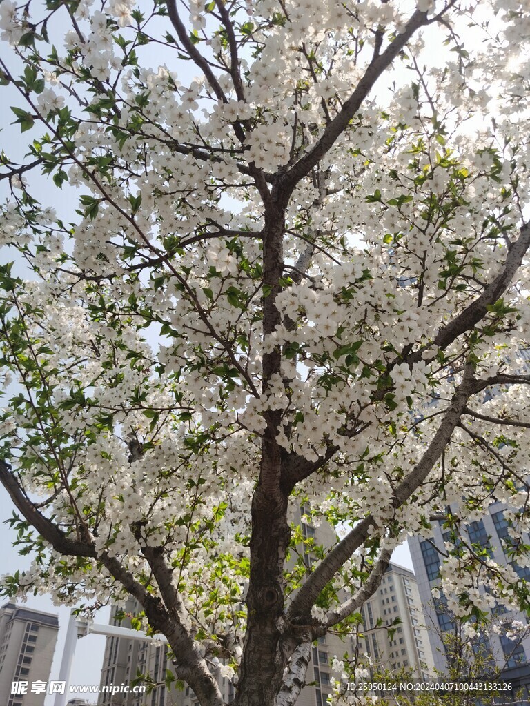 樱花