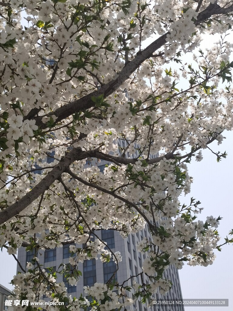 樱花树