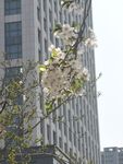 樱花树