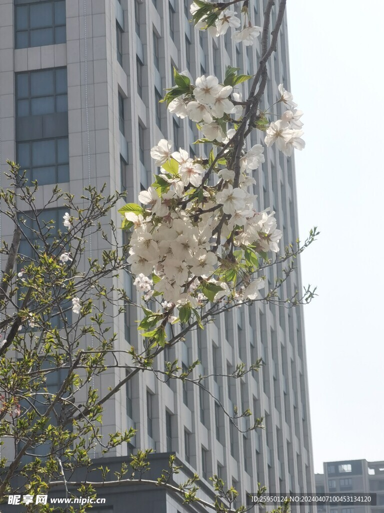 樱花树