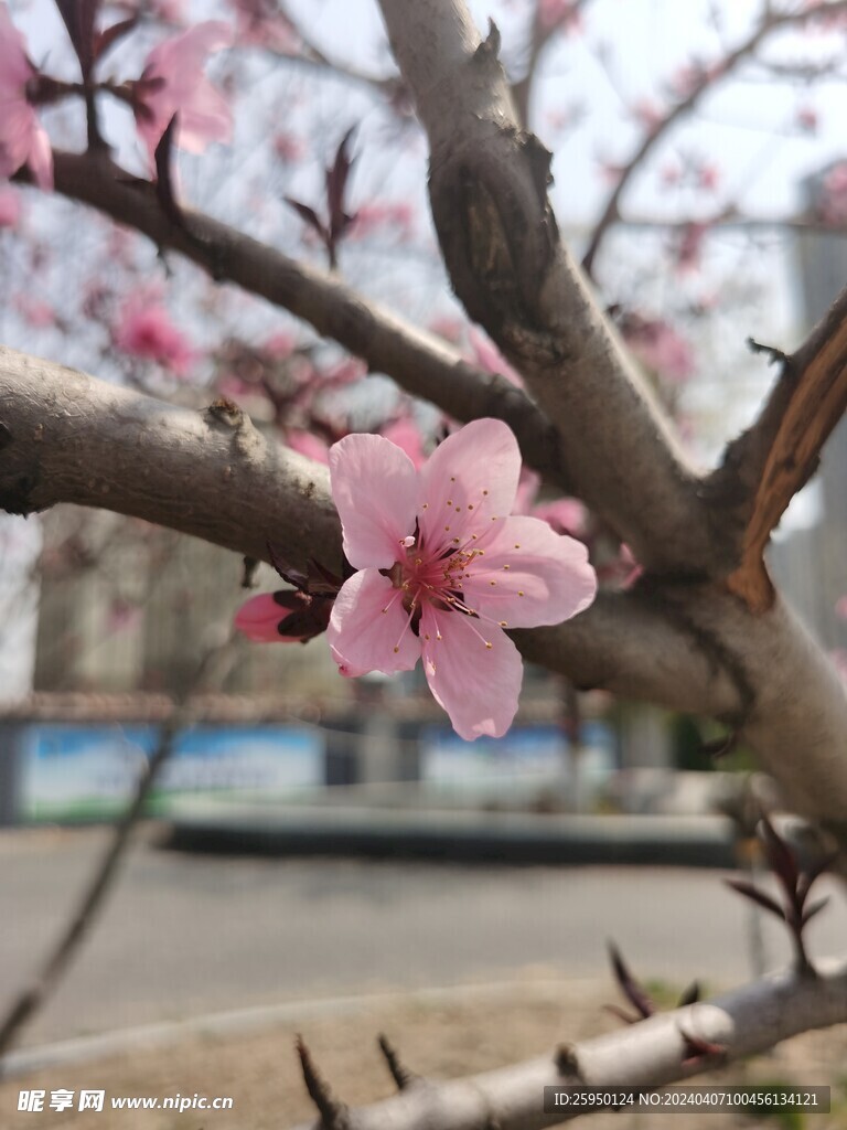 桃花