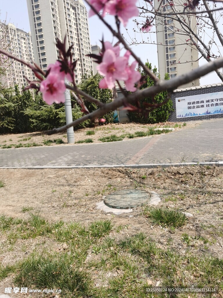 桃花