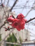 红叶碧桃