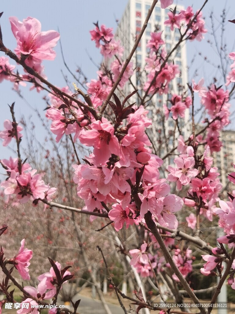 桃花