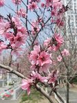 桃花树