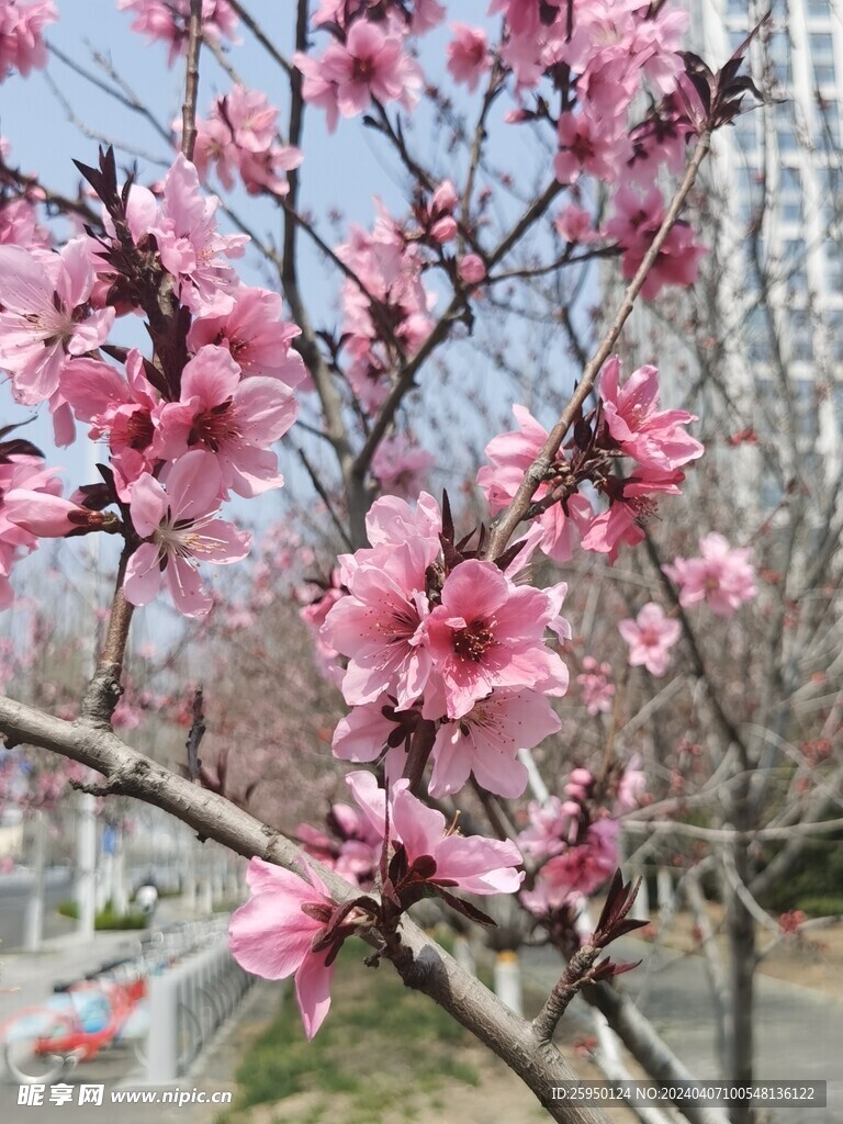 桃花树