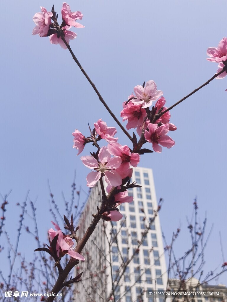 桃花