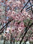 樱花树