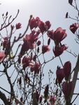 玉兰花
