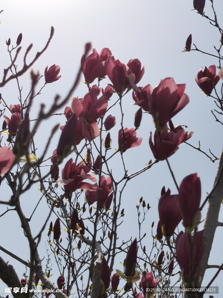 玉兰花
