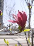 玉兰花