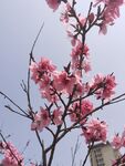 桃花树