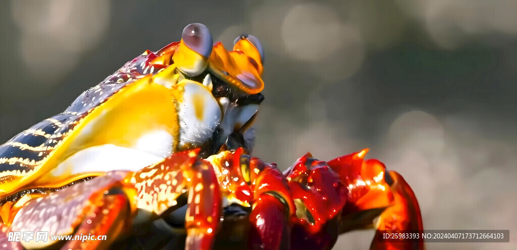 红石蟹 