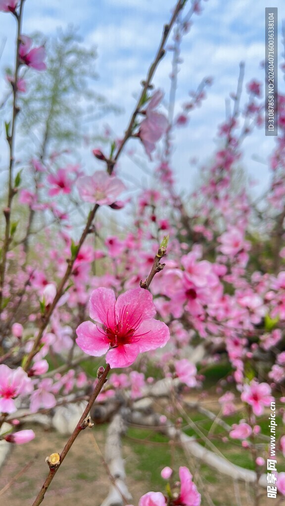 桃花